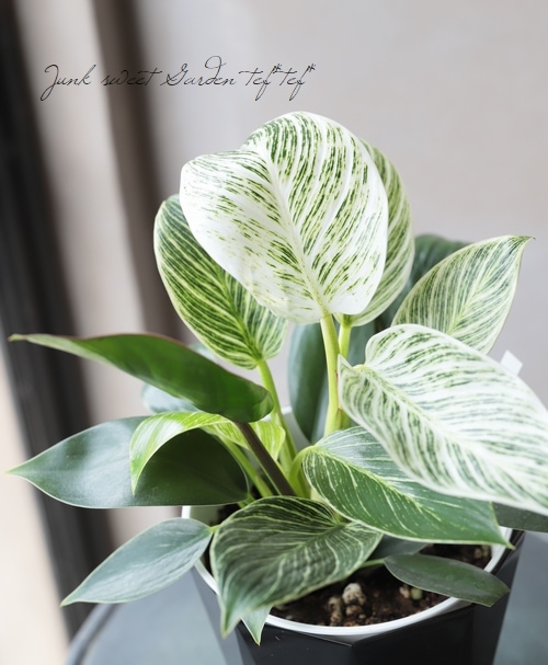 観葉植物】 フィロデンドロン 『バーキン』 | すべての商品 | | Junk