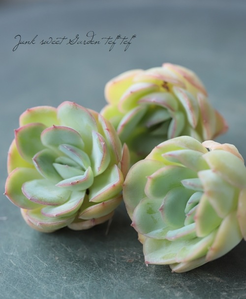 No.530 ❁ストロベリーアイス❁ 抜き苗 多肉植物 寄せ植え No.530