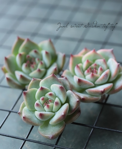 多肉植物】 『チワワエンシス』 エケベリア属☆ | すべての商品