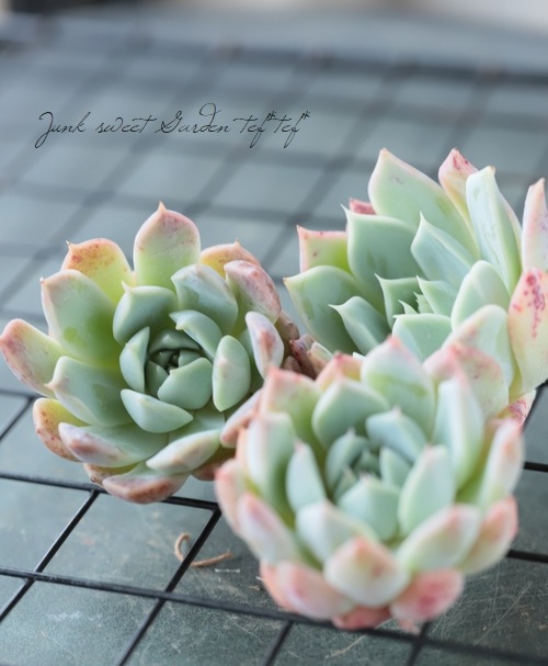 ピンキー◎多肉植物 カット苗 輸入苗 エケベリア等 ピンキー エケベリア カット苗 | 多肉植物カット苗の通販 | エケベリア