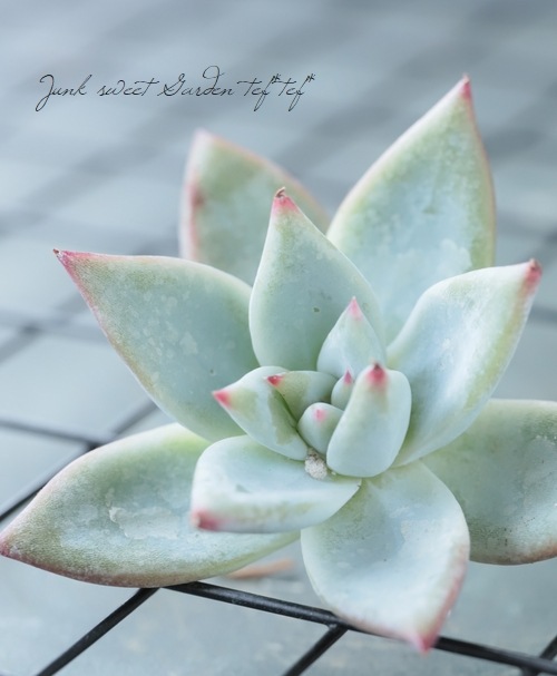 多肉植物】 『野生コロラータ』 エケベリア属☆ | すべての商品