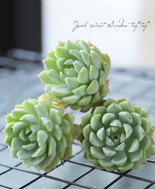 多肉植物】 『マカダミア』 エケベリア属☆ | すべての商品 | | Junk