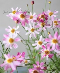 ���쥪�ץ������إԥ󥯥��ե������٥���ꥫ�󥳥��⥹