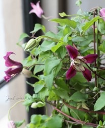 ����ޥ������إ���󥽥�١�