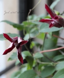 ����ޥ������إӥ塼�ƥ����١�