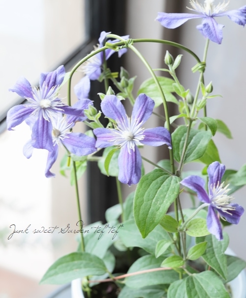 クレマチス インテグリフォリア系 アラベル アラベラ すべての商品 Junk Sweet Garden Tef Tef