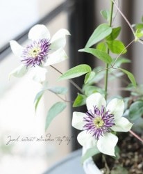 ����ޥ������إ����ܥ�ǥ�����