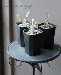 �桼�ե���ӥ����饯�ƥ� ���ꥹ���������إۥ磻�ȥ������ȡ١�