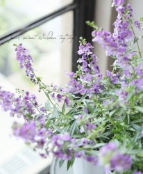 롪󥲥˥󥸥ߥȡץǥ󥰡 ֥롼Сɡ