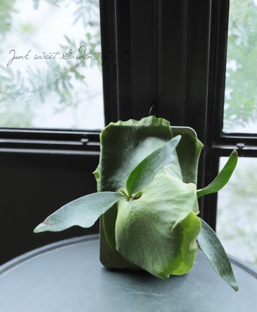 観葉植物】ビカクシダ コウモリラン B | すべての商品 | | Junk sweet