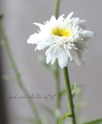 쥦󥻥ޥࡡإեʥҥ١(㥹ǡ)