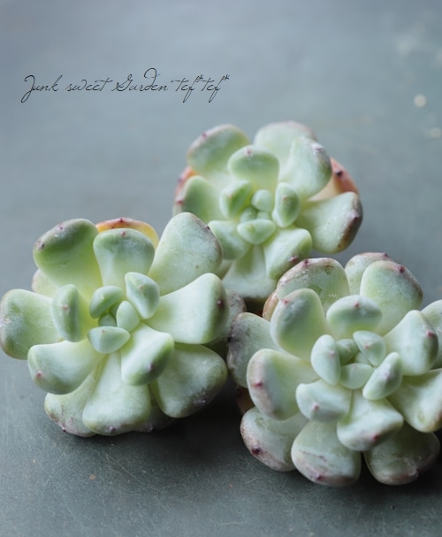 多肉植物】 『ビアンテ』 エケベリア属☆ | すべての商品 | | Junk