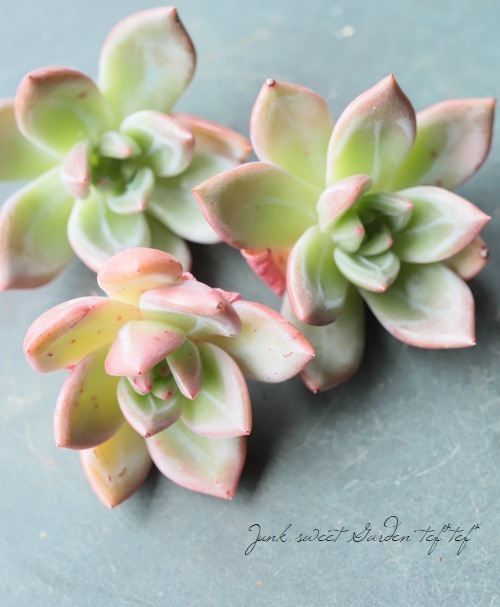 多肉植物】 『シャンペン』 エケベリア属☆ | すべての商品 | | Junk