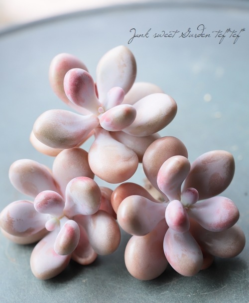 お纏め　ご確認用　アメチスチヌム錦 お纏め ご確認用 アメチスチヌム錦 お纏め ご確認用 アメチスチヌム錦