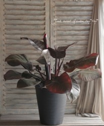 �ڴ��տ�ʪ �ۥե����ǥ�ɥ��󡡡إ֥�å������ǥ��ʥ��