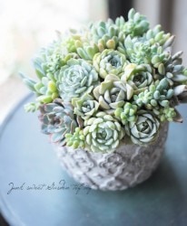 -TEFNIQUE-¿ʪδ󤻿 2019 * no.42 *زƤī˱Ǥ륰꡼󥢡顼