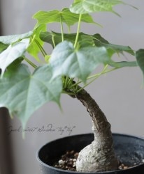 ������ʪ���إե���ߥ��ʡ������顼���١�CAUDEX��No.A