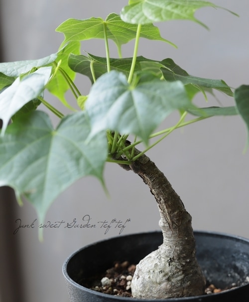 塊根植物 『フィルミアナ・コロラータ』 CAUDEX No.A | すべての商品