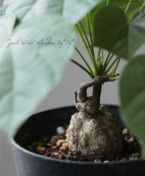 ������ʪ���إե���ߥ��ʡ������顼���١�CAUDEX��No.B