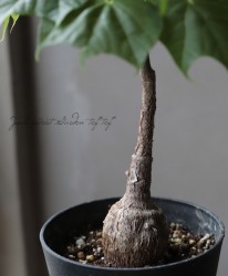 ������ʪ���إե���ߥ��ʡ������顼���١�CAUDEX��No.D