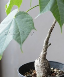 ������ʪ���إե���ߥ��ʡ������顼���١�CAUDEX��No.E