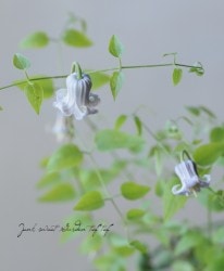 �䷿����ޥ������ƥ����󥷥��� �إ֥롼���졼�βֿ���