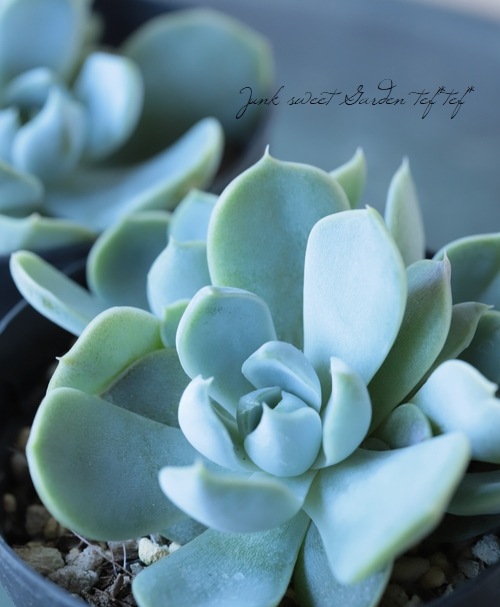 多肉植物 韓国苗 抜き苗 ハニーオレンジ | BooTA29♡Succulent ✡️同