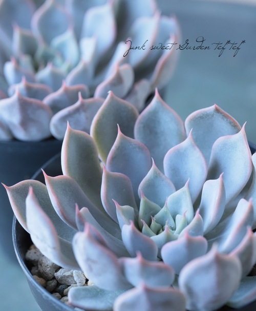 多肉植物】 『ピンクザラコーサ』 エケベリア属☆ | すべての商品