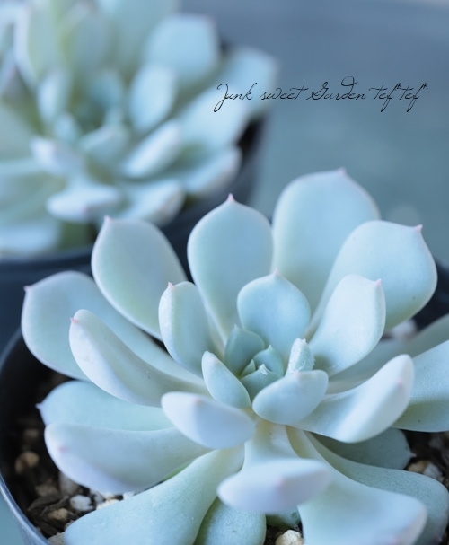 多肉植物】 『クララ』 エケベリア属☆ | すべての商品 | | Junk sweet