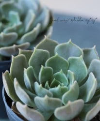 ��¿����ʪ�� �إ֥饦��������١������٥ꥢ°��