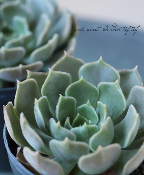 多肉植物】 『ブラウンローズ』 エケベリア属☆ | すべての商品