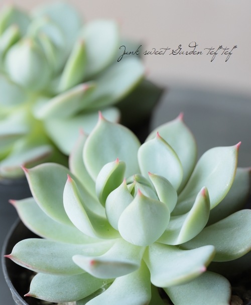 専用です　　GWセール　多肉植物　プリズム　韓国苗 ウェルスドリーム 韓国苗 エケベリア 多肉植物 多肉植物 プクニク 通販