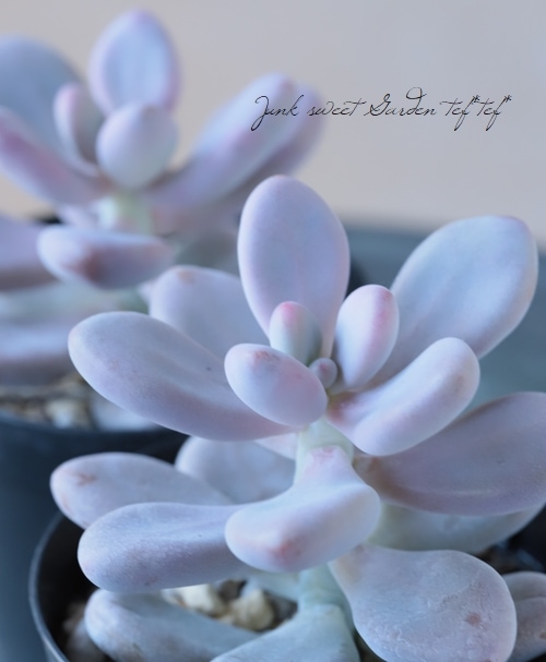 多肉植物】 『アメチスチナム』 グラプトペタルム属☆ | すべての商品