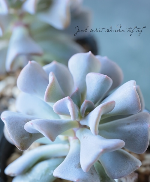 キュービックフロスティー錦 Amazon.co.jp: A！！多肉植物 キュービックフロスティ錦 極上錦 韓国苗