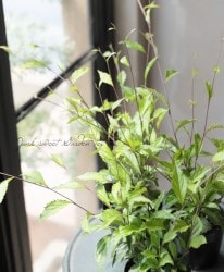 �ĥ����٥��˥����إ��ȥ��١�(��ꥹ����������)