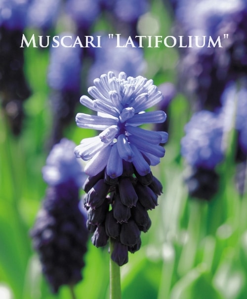 球根】 ムスカリ 『ラティフォリウム』 5球 | 球根 | | Junk sweet