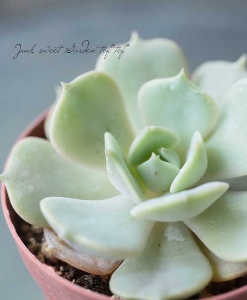 多肉植物】 『デレッセーナ』 エケベリア属☆ | すべての商品 | | Junk