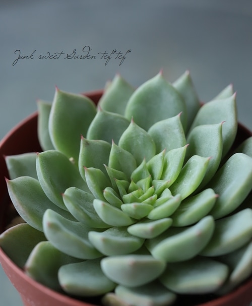 多肉植物】 『ギルバのバラ』 エケベリア属☆ | すべての商品 | | Junk