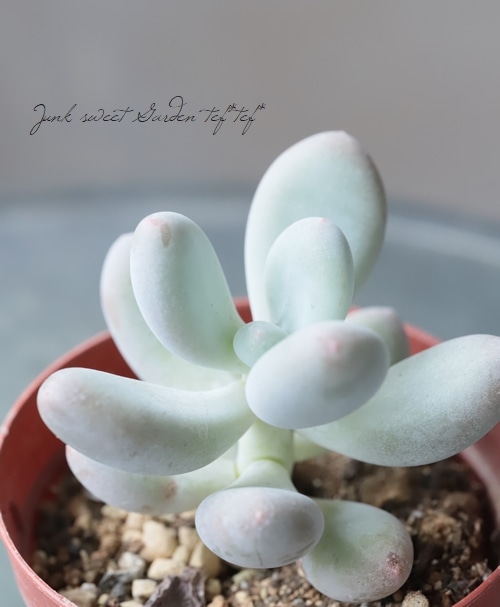 多肉植物】 『月美人』 パキフィツム属☆ | すべての商品