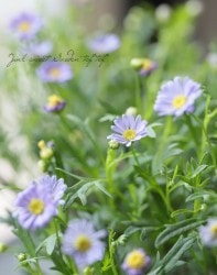 ɺ֥饭ࡡإޥ֥ǥ饤ȡ