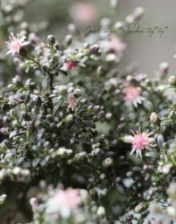 �ɺ������������إץ�󥹡�