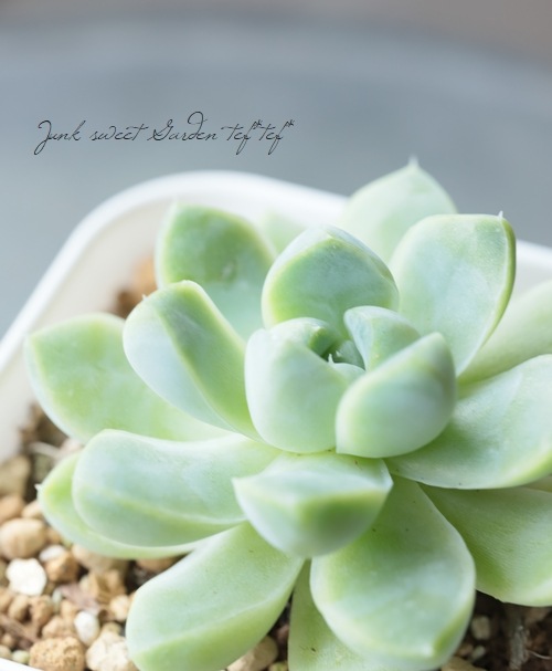 多肉植物】 『アルビカンス』 エケベリア属☆ | すべての商品 | | Junk