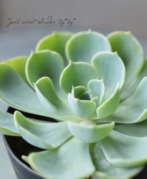 多肉植物】 『七福神』 エケベリア属☆ | すべての商品 | | Junk