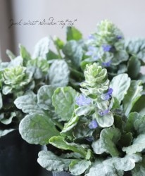 Leaf Species,アジュガ | Junk sweet Garden tef*tef*