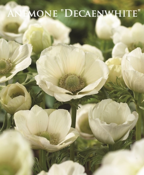 アネモネ 長財布 レディース 本革 エナメル アートレザー 財布 日本製