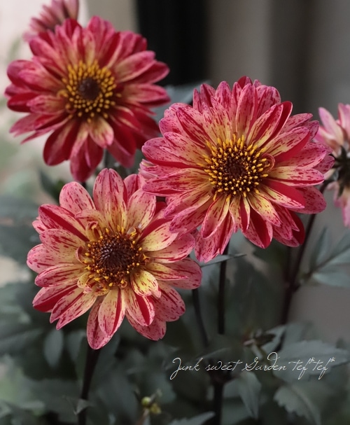 銅葉プチダリア　　フレディー①ポット苗 木村園芸　特定記録付き発送 楽天市場】予約販売 ダリア 苗 銅葉ぷちダリア フレディー 10.5