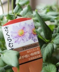 ������ ���ؤ�����ह��٥���ѥ����ʼ�