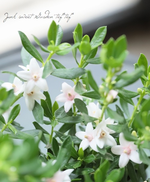 サザンクロス ピンクのモーツァルト すべての商品 Junk Sweet Garden Tef Tef