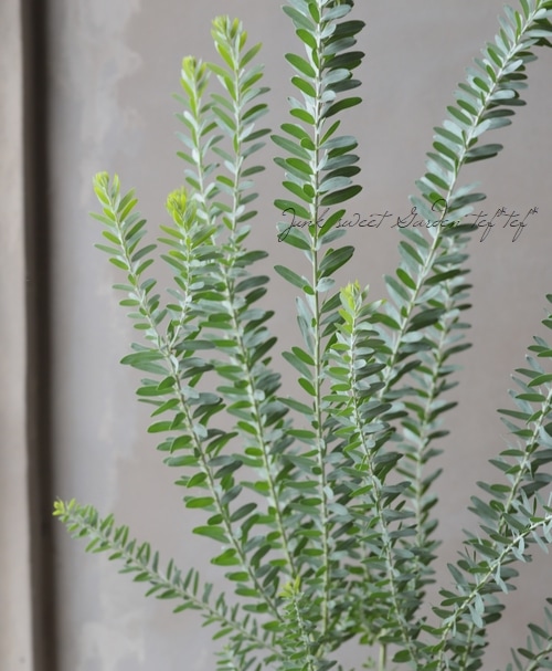 庭木】 銀葉アカシア 『ブルーブッシュ』 | すべての商品 | | Junk