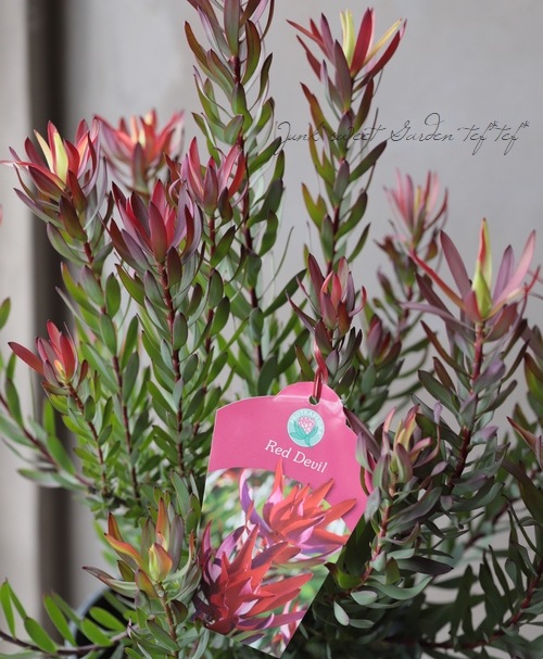 リューカデンドロン 『レッドデビル-Red Devil-』 オーストラリアン